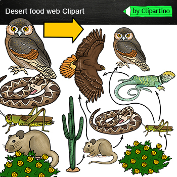 Preview of Desert Food Web Clip Art/ Food Chain Realistic Clip Art /Desert animals