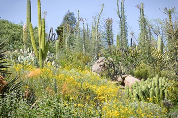 Preview of Desert Habitat Pictures with Plants and Animals for Commercial Use.
