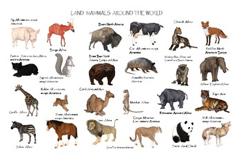 Land Mammals Around the World Poster: "Ledger/Tabloid" (11 x 17 inches)