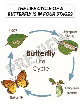 Butterfly Integrated Art Sub Plan by Art Bliss | TpT