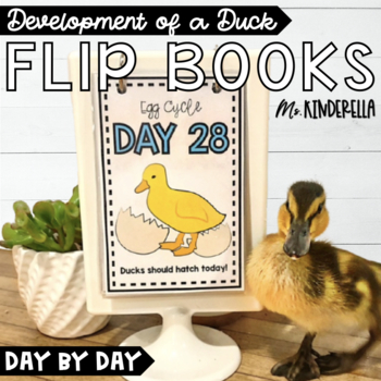 Preview of Development of a Duck Embryo Day by Day Flip Book Charts