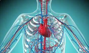 Preview of Diagram-Heart: Cardiovascular(Circulatory) System