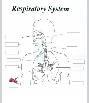 respiratory system unlabeled diagram