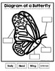 Diagram of a Butterfly by The Kindergarten Creator | TpT