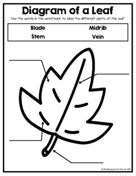 Diagram of a Leaf by The Kindergarten Creator | Teachers Pay Teachers