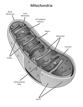 mitochondria diagram labeled