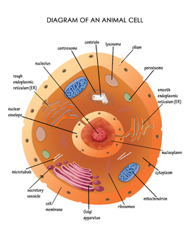 Diagram of an Animal Cell by Not Weird Homeschoolers | TPT