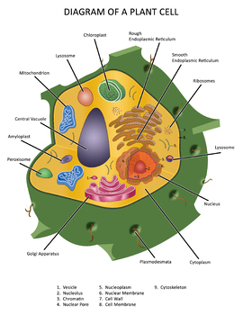 Diagram of a Plant Cell by Not Weird Homeschoolers | TPT