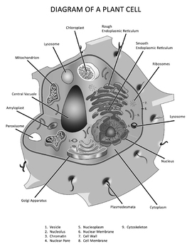 labeled plant cell diagram black and white