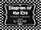 Diagram of the Eye