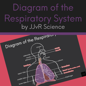 Preview of Diagram of the Respiratory System