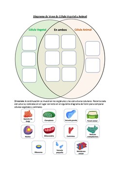 Preview of Diagrama de Venn de Célula Vegetal y Animal: Corta y Pega Hojas de Trabajo