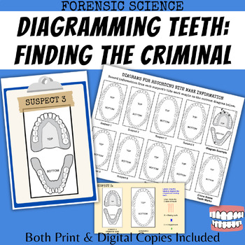 Preview of Diagramming Teeth: Finding the Criminal Dental Forensics lab activity