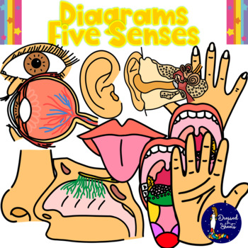 Preview of Diagrams Five Senses