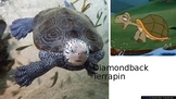 Diamondback Terrapin an endangered species of turtle