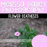 Diathesis Photograph {Single Flower}