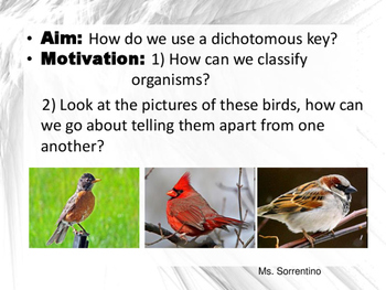 Preview of Dichotomous Key Lesson (New & Improved)