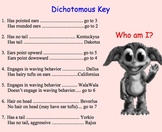 Dichotomous Key - Lesson Plan, Presentation, Activities, A