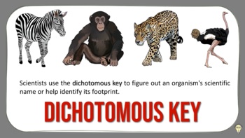 Preview of Dichotomous Key - How to Use a Dichotomous Key Explaining Video