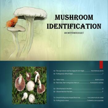 Preview of Dichotomous key - mushroom identification