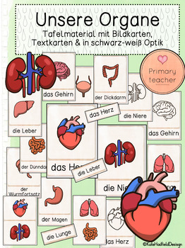 Preview of Die inneren Organe - Bildkarten