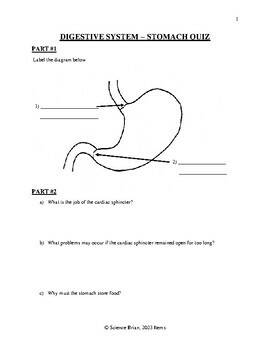 Anatomy of the Stomach Quiz