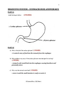 Anatomy of the Stomach Quiz