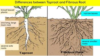 Preview of Difference between Taproot and Fibrous root