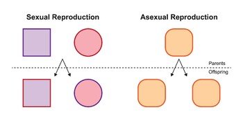 Preview of Differences Between Sexual And Asexual Reproduction.