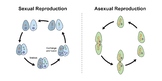 Differences Between Sexual And Asexual Reproduction.