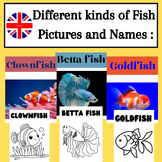 Different kinds of Fish Pictures and Names : flashcard and
