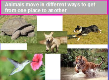 Preview of Different ways that animals move/ animal actions