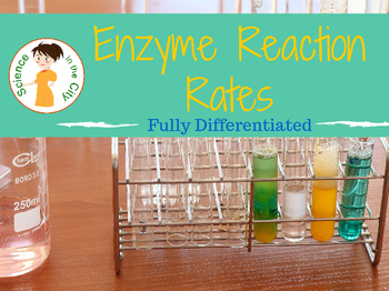 Preview of Enzyme Lab Activity: Reaction Rates