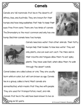 Differentiated Nonfiction Unit: Camels by Enchanted in Elementary