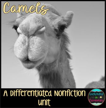 Preview of Differentiated Nonfiction Unit: Camels