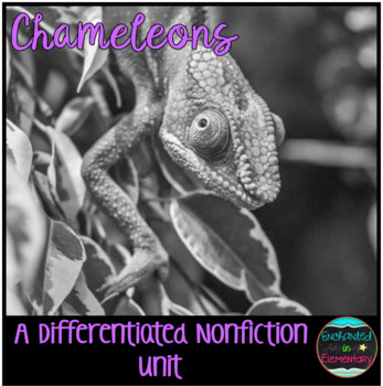 Preview of Differentiated Nonfiction Unit: Chameleons