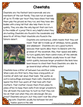 cheetahs differentiated nonfiction unit preview