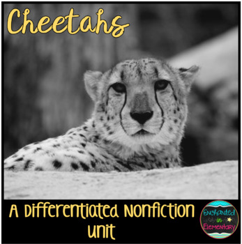 Preview of Differentiated Nonfiction Unit: Cheetahs