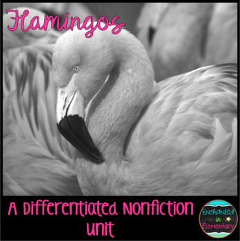 Preview of Differentiated Nonfiction Unit: Flamingos