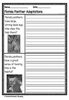 Florida Panthers (Paperback)