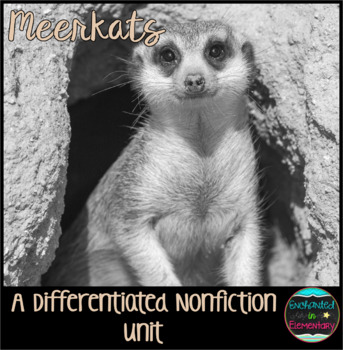 Preview of Differentiated Nonfiction Unit: Meerkats