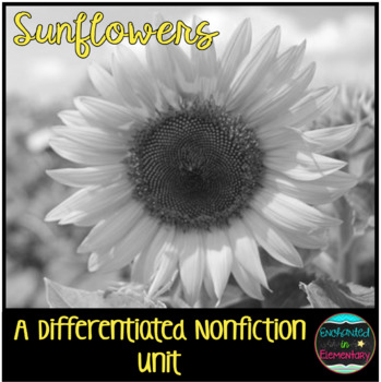 Preview of Differentiated Nonfiction Unit: Sunflowers