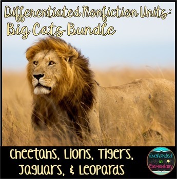 Preview of Differentiated Nonfiction Units: Big Cats Bundle
