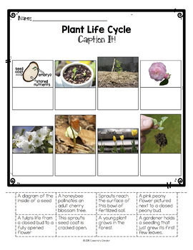 Differentiated Plant Life Cycle Reading Passage, Vocabulary & Comprehension