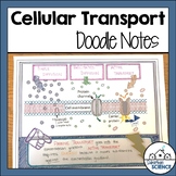 Cellular Transport Illustrated Notes