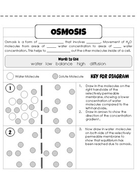 Diffusion Osmosis Worksheet by Flawsome Learning TpT Worksheet