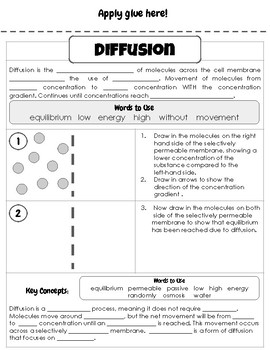 Osmosis And Diffusion Worksheets