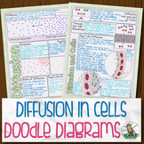 Diffusion in Cells Biology Doodle Diagrams
