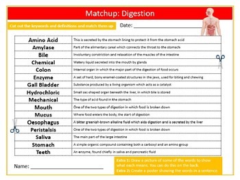 Digestion Definition Matchup Science Biology Starter Keywords Activity Homework