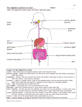 digestive system worksheet grade 4